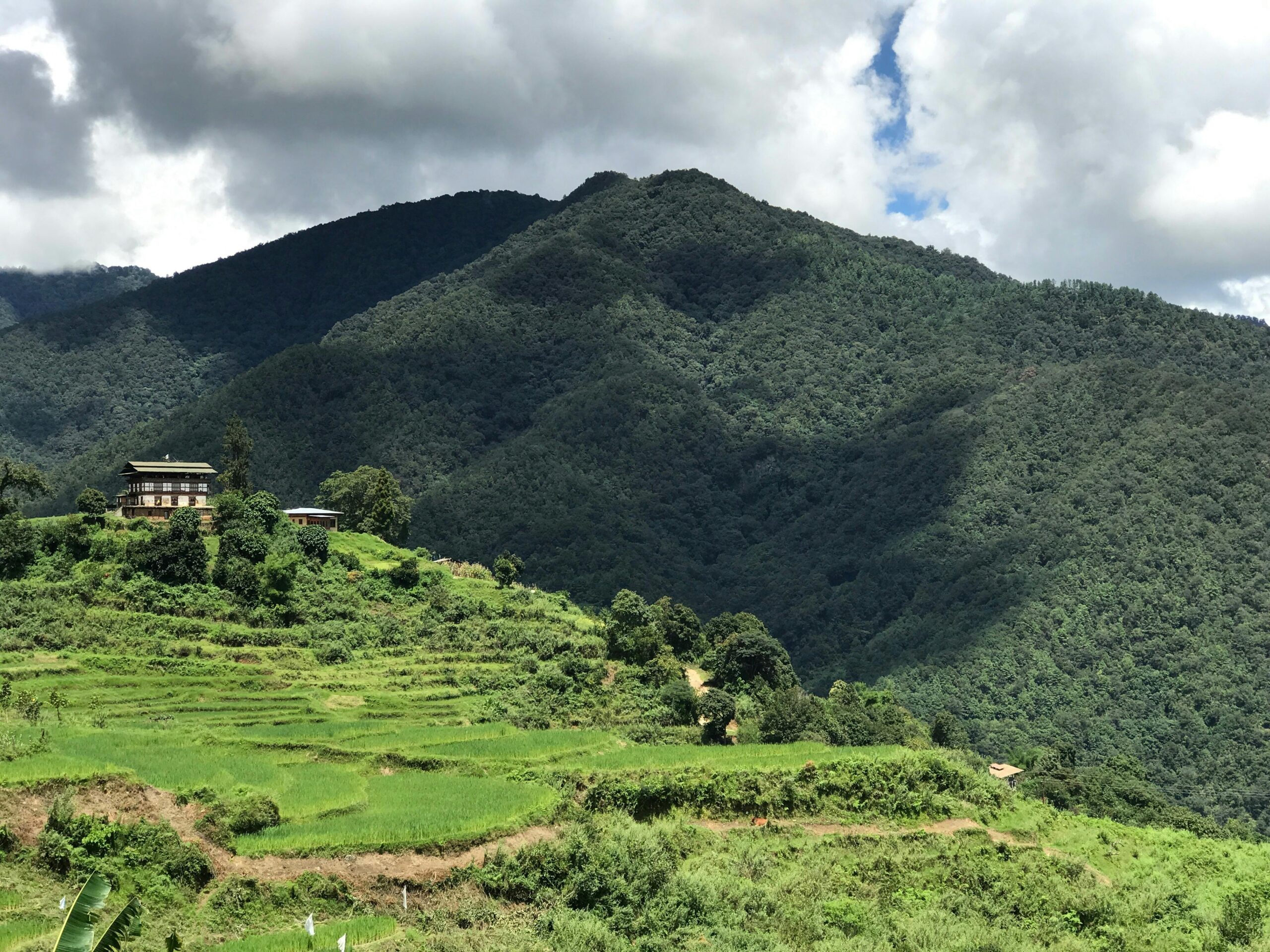 Lush green rice terraces in the countryside of Punakha, Bhutan, with a backdrop of majestic mountains.